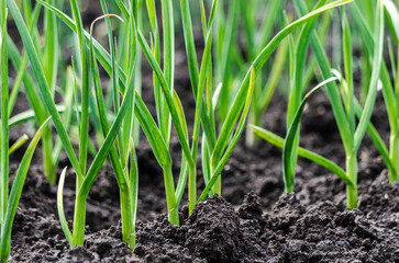 Close up row of new growth of green garlic