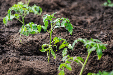 Close up row of young tomato plant seedlings