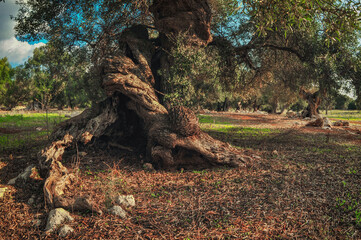 Twisted roots of old olive tree. - 601693732