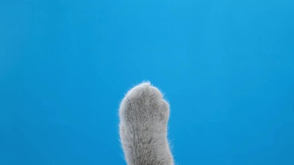 Funny touches of a gray cat's paw on a blue screen.