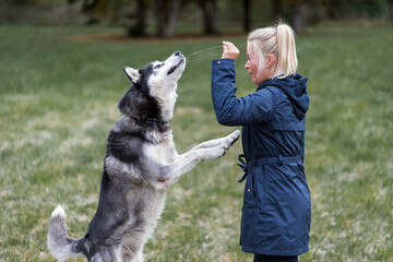Husky dog ​​attacks blonde girl.