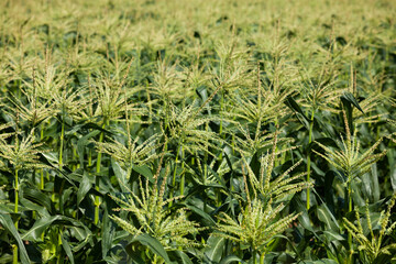 Green corn field in summer day