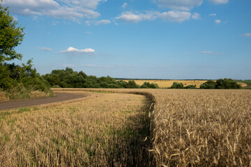 Obraz premium Wheat field in summer sunset against blue sky