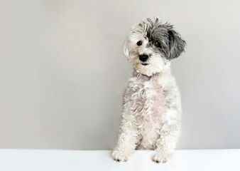 Sweet White Havanese Dog with Black Year . Portrait of Dog Looking at the Camera Isolated on a Gray...