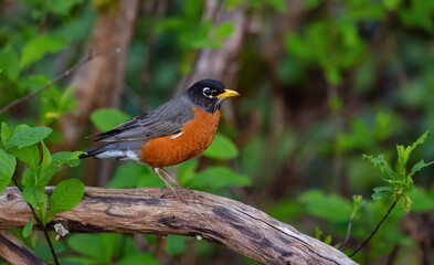 Small Colorfull Bird Sitting on a Branch in a park. Zoom. Port Moody, Vancouver, British Columbia, Canada. Wildlife Picture