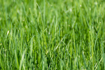Green grass close-up with blurred background. Natural fresh weed shining lawn background. Vibrant spring nature pattern