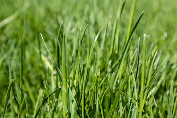 Green grass close-up pattern on blurred background. Natural fresh weed lawn background. Vibrant spring foliage