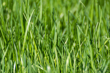 Fototapeta na wymiar Green grass blades close-up details on blurred background. Natural fresh greenery shining lawn background. Vibrant spring nature pattern