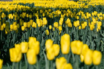 Obraz premium Yellow tulips flowerbed with leaves greenery, field of flowers close-up with blurred background, spring blossom