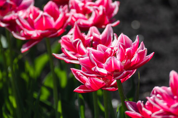 Pink with white decorative tulips flowers blooming with greenery, sunny spring flowerbed close-up with blurred green background