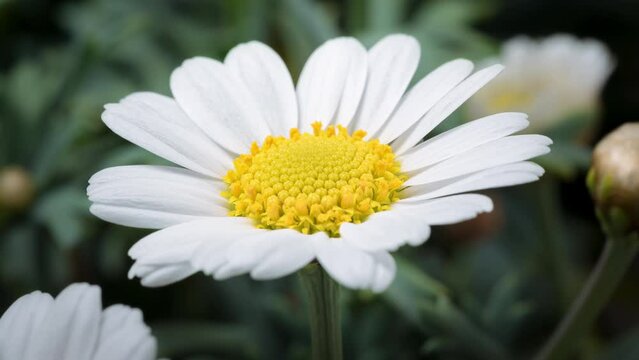 4K Time Lapse of blooming Chamomile flower, top view. Timelapse of opening big flower daisy close-up.