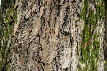 old tree texture with recesses and volume, to use as a background