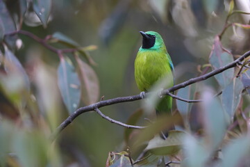 Bornean Leafbird or Kinabalu leafbird (Chloropsis kinabaluensis) in Sabah, North Borneo 