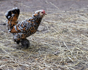 Mille Fleur d'Uccle chicken walking in straw