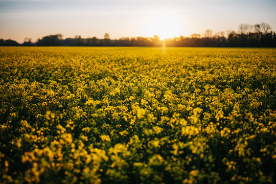 Rapsfeld beim Sonnenaufgang