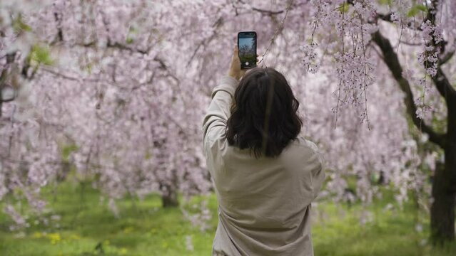 Slow motion shot of a tourist taking photos of the cherry blossoms in Kyoto, Japan