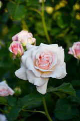 バラ「シュシュ」Rose 