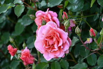 バラ「サンセット・グロウ」