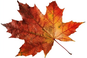 maple leaf isolated on white