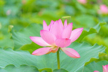 Obraz premium 蓮の花