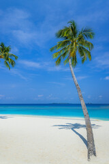 Travel beach concept. Untouched white sand calm sea bay sunny blue sky. Exotic paradise, Mediterranean tropics. Green palm trees, carefree beach landscape. Beautiful summer nature vacation island 