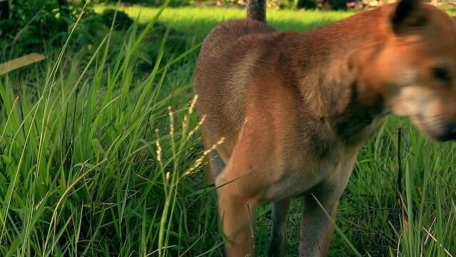 A brown pet dog peeing and getting tickled by the tall grass in the meadow, showing the candid genuine moment of countryside rural living