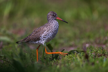Common redshank