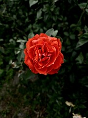 red rose in garden