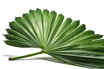 palm leaf isolated on white
