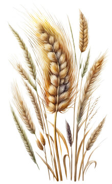 recommend clip art: Barley png with Generative AI	
                    