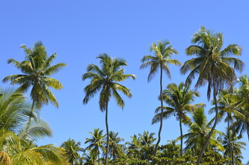 Coqueiros com céu azul