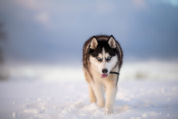 black and white siberian husky with blue eyes walks in the snow in winter against the background of the evening sky © Maria Moroz