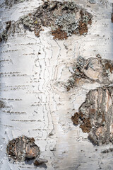 Detailed view of birch bark, layers visible