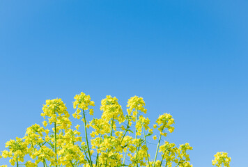Rape blossoms and blue sky. 
Symbolic landscape of spring.