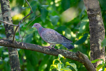 Wild dove known as 