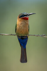 White-fronted bee-eater on thin branch looking up