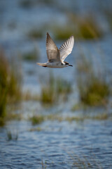 Whiskered tern flies over water raising wings