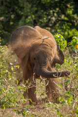Fototapeta na wymiar Young African elephant stands shaking soil away