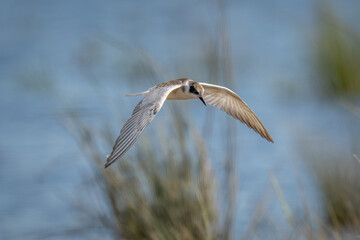Whiskered tern flies over river looking down