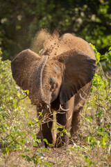 Obraz premium Young African elephant blowing sand over head