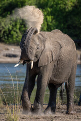 Young African elephant squirting sand over back