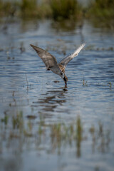 Whiskered tern dives for prey in river