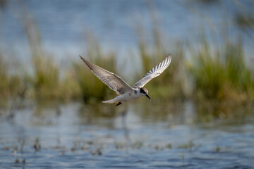 Whiskered tern flies over river in sunshine