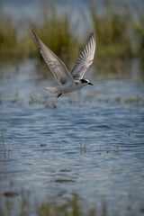 Whiskered tern flies over river carrying food