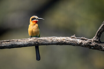 White-fronted bee-eater on dead branch with catchlight