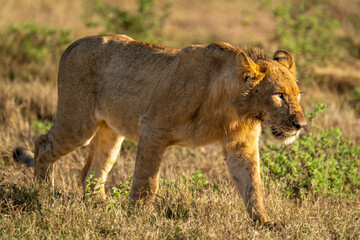 Young male lion crosses grass in sunshine