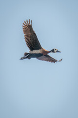 White-faced whistling-duck glides in clear blue sky