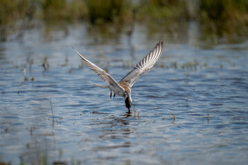 Whiskered tern dives for fish in river