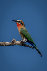 White-fronted bee-eater on dead branch lifting head