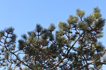 Beautiful cones on a velvety green pine.